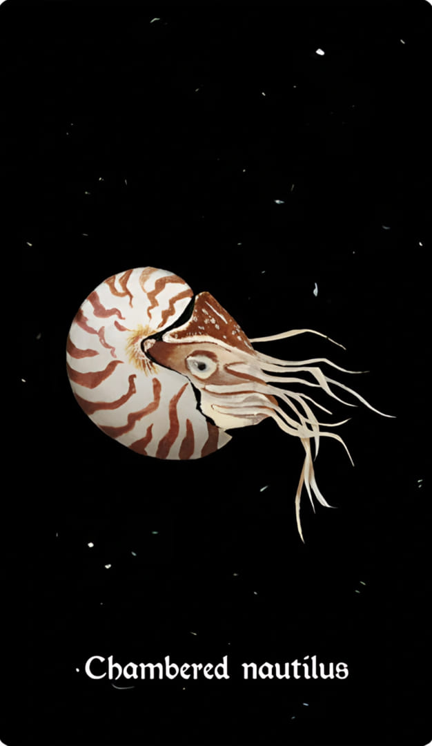 Наутилус с камерами