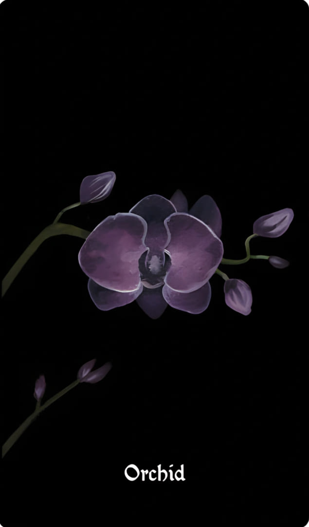 Орхидея — Nocturna Oracle