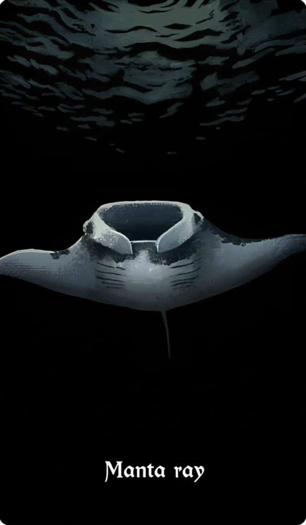 Manta ray — Nocturna Oracle