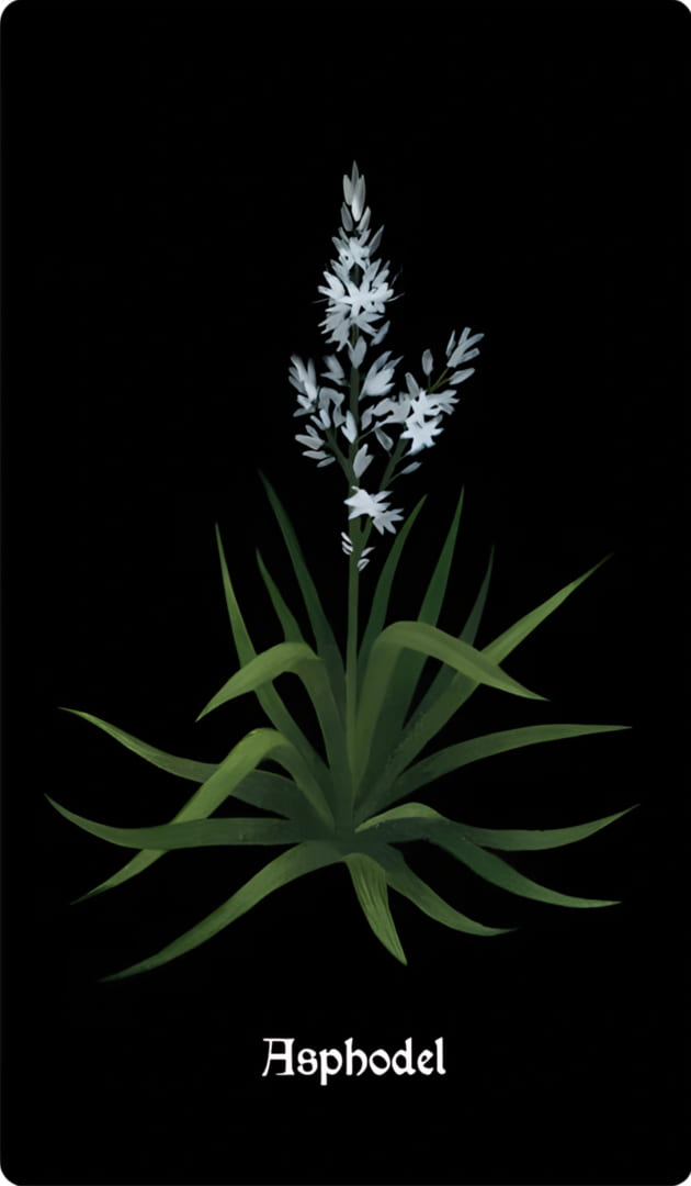 Асфодель (Asphodelus macrocarpus) — Nocturna Oracle