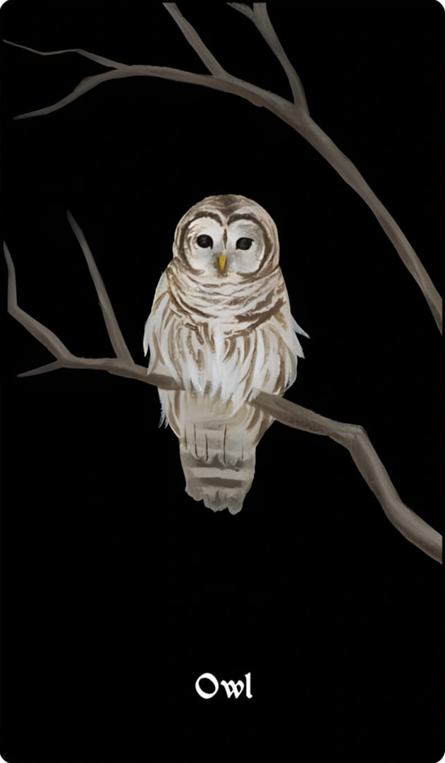 Сова (Strix varia)