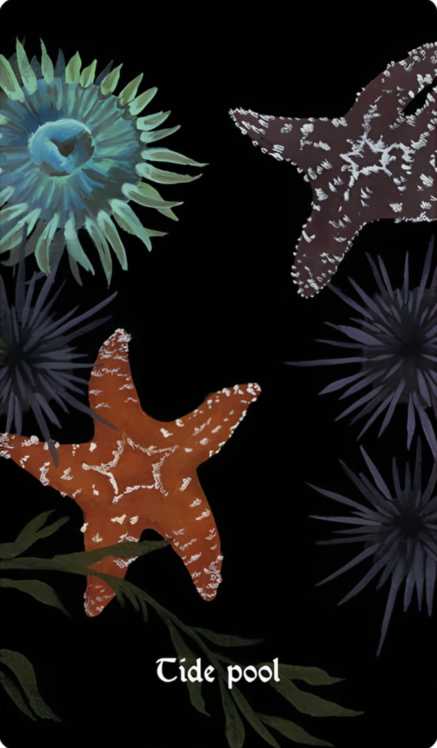 Приливный бассейн — Nocturna Oracle