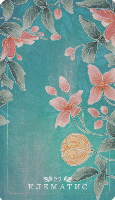 22 Клематис