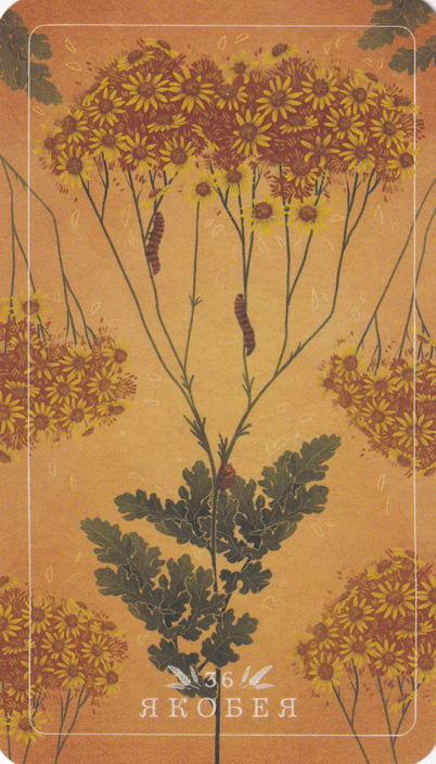 35 Расторопша — Seed and Sickle Oracle