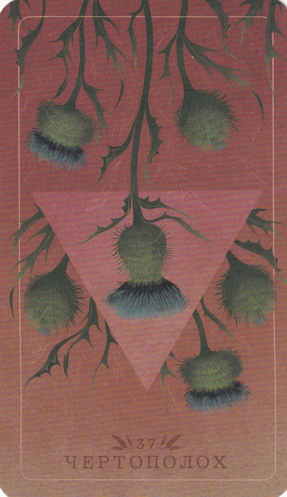 37 Чертополох