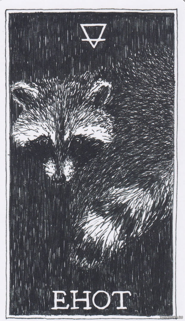 5 Енот (Земля)