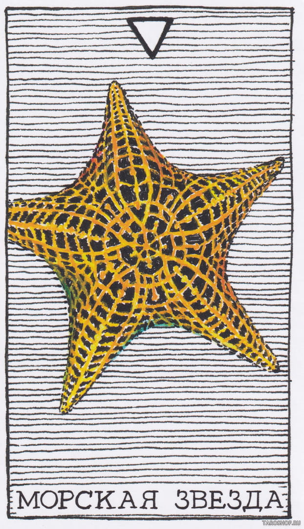 4 Морская Звезда (Вода) — Дикое Неизвестное Тотемное Животное