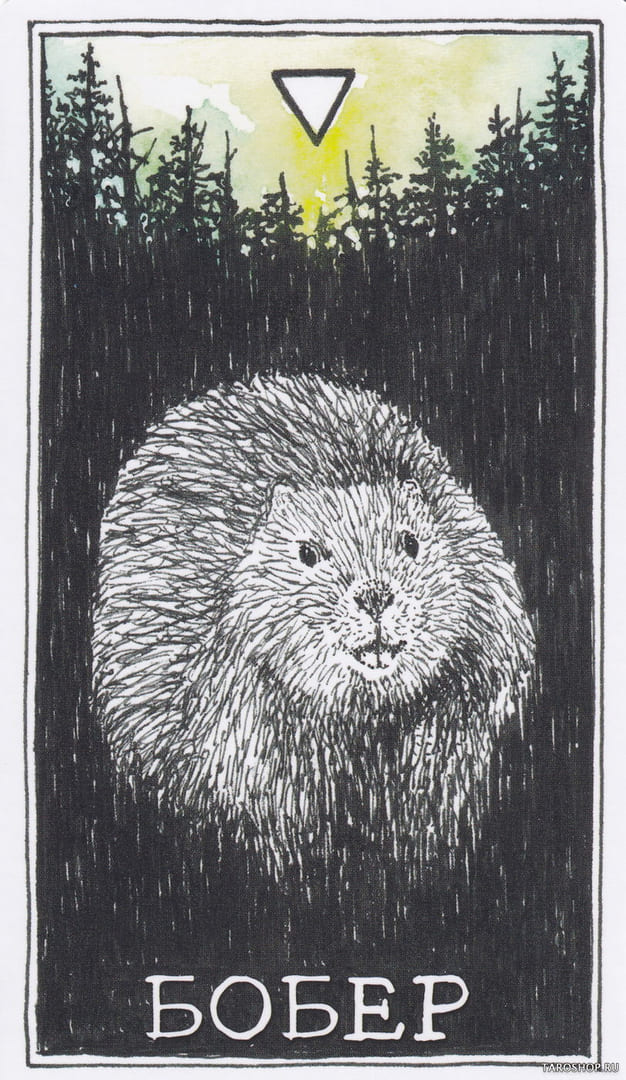 6 Бобр (Вода)