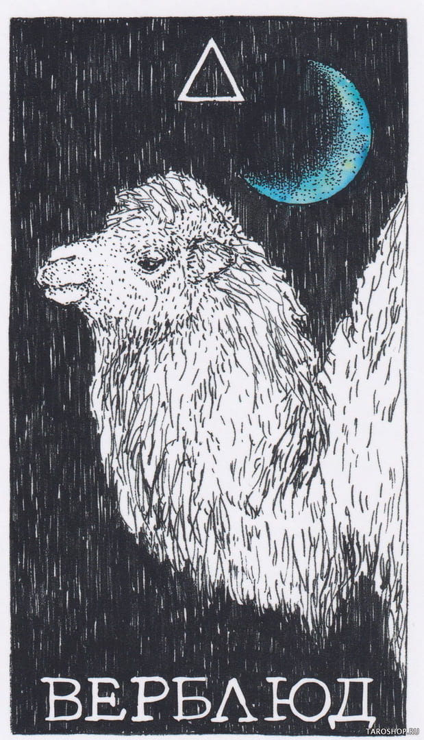 7 Верблюд (Огонь)